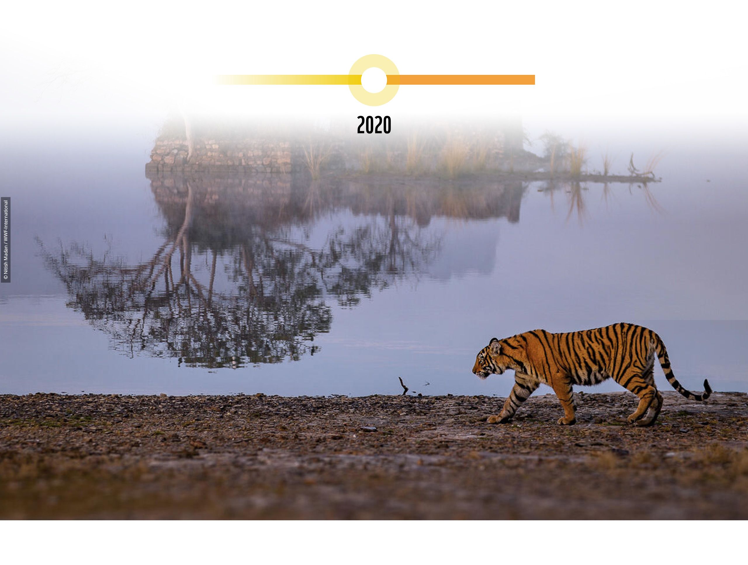 A female Bengal tiger (Panthera tigris tigris) walks the bank of Padam Lake on a cold morning in Ranthambore National Park, India.