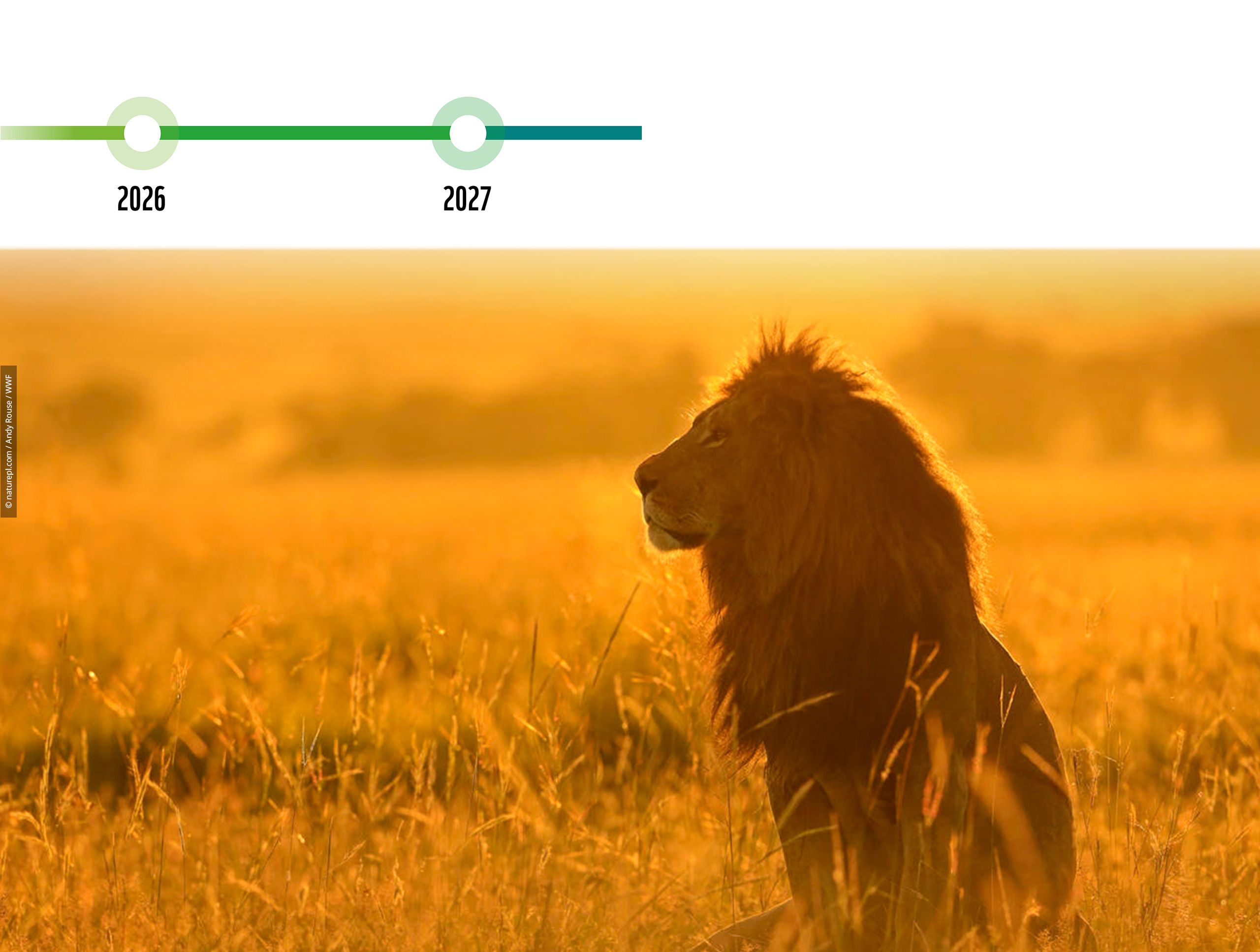 African Lion (Panthera leo) male at sunrise, Masai Mara, Kenya