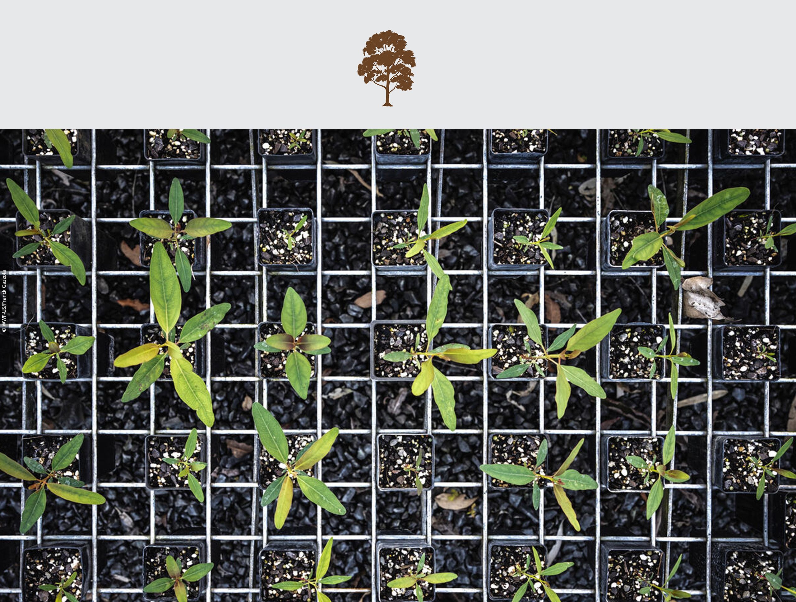 Lismore, New South Wales, Australia. The tree nursery near Lismore is where the trees - including Eucalyptus for koala friendly habitats - are grown and conditioned, ready for planting for reforestation projects that WWF-Australia lead at Banyula farm (Clunes) or at Lyn Thomson and Steve Posselt’s property (Swan Bay).