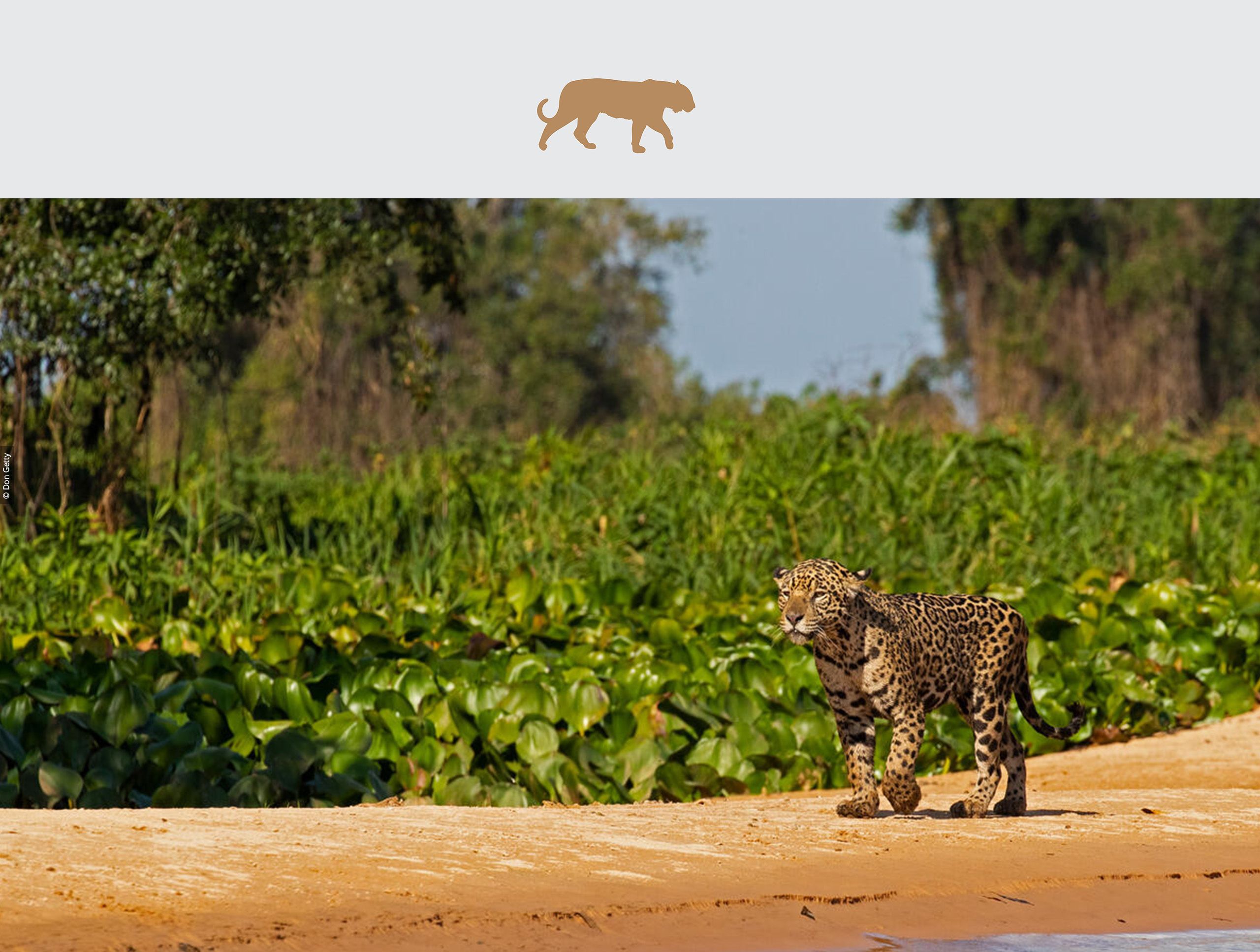 Jaguar (Panthera onca), Northern Pantanal, Brazil.