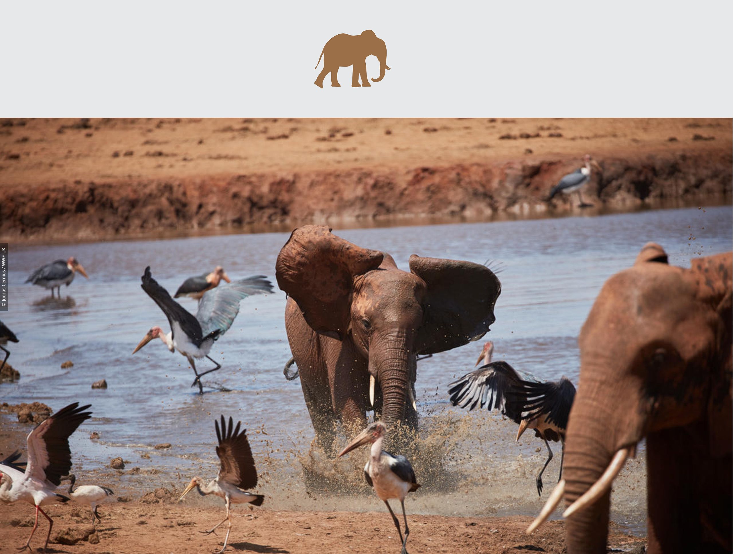African elephants at a water hole at Tsavo East National Park, Kenya.