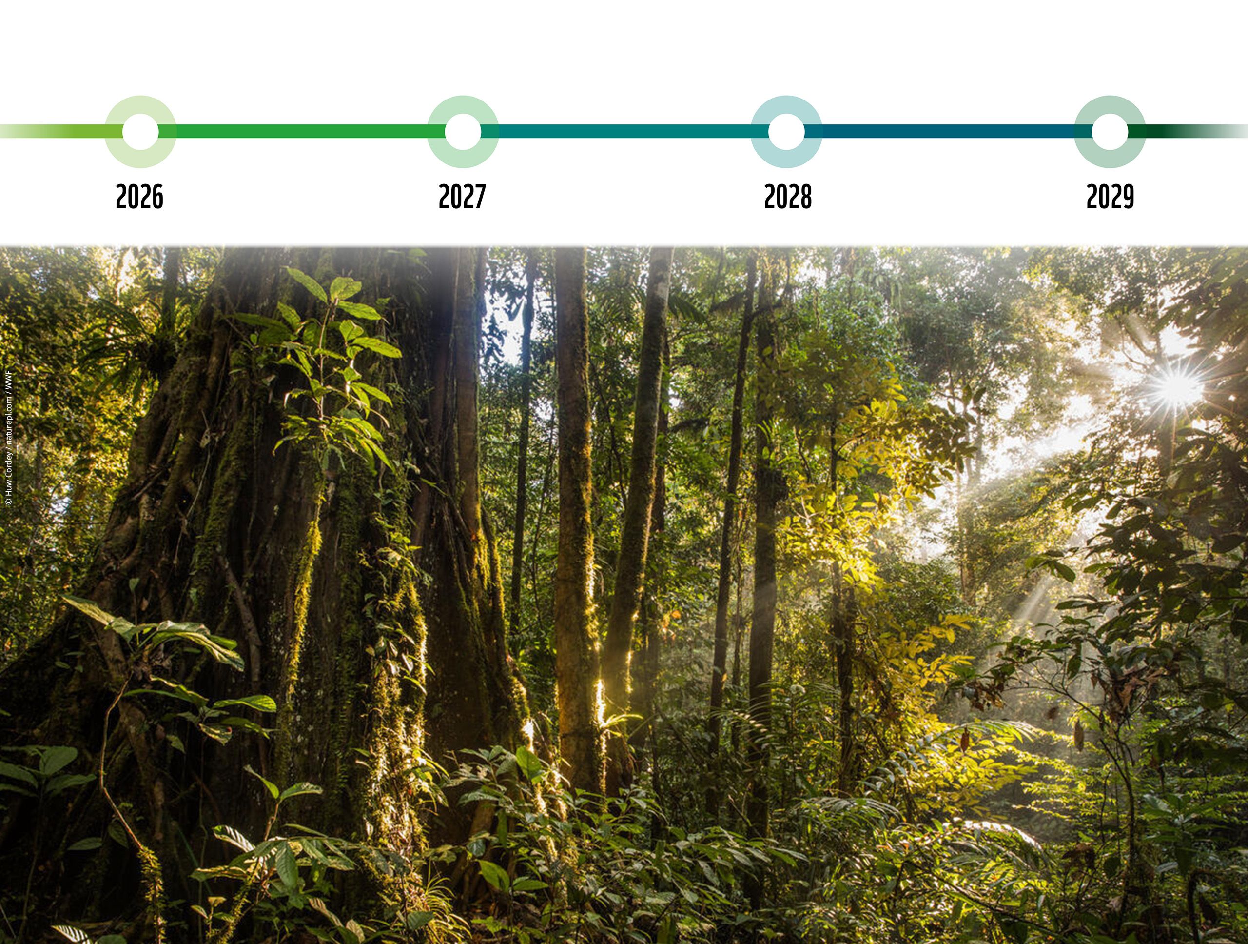 Sun breaking through the canopy in pristine rainforest, Tawau National Park, Sabah, Malyasian Borneo. February, 2018.