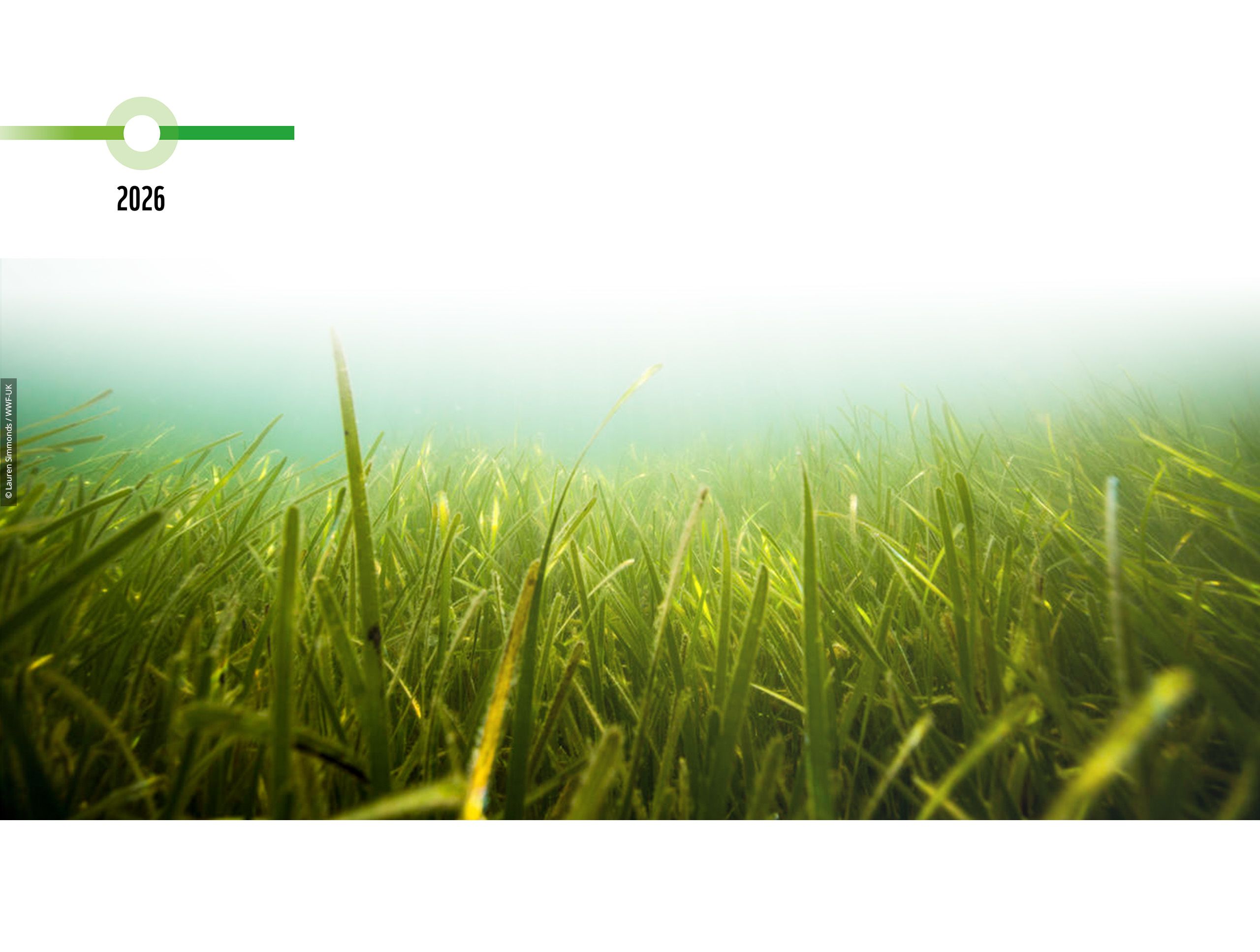 Seagrass beds around the shore of Porthdinllaen, Wales. UK.